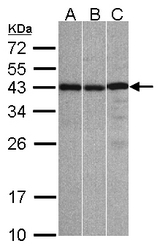 Sample (30 ug whole cell lysate). A: A431, B: Hep G2 , C: Raji . 12% SDS PAGE. ZC3H8 antibody diluted at 1:1000