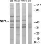 Western blot of extracts from 293/HUVEC/NIH-3T3, using NIPA Antibody. The lane on the right is treated with the synthesized peptide.