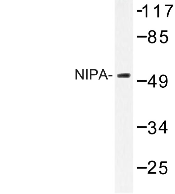 Western blot of NIPA (S350) pAb in extracts from COS7 cells.