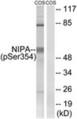 Western blot of extracts from COS7 cells treated with HU 2nM 24h, using NIPA (Phospho-Ser354) Antibody. The lane on the right was incubated with synthetic peptide.