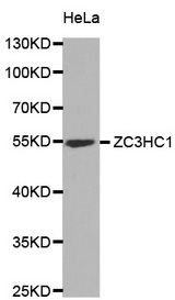 Western blot analysis of extracts of HeLa cell line, using ZC3HC1 antibody.
