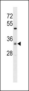 ZDHC7 Antibody western blot of HeLa cell line lysates (35 ug/lane). The ZDHC7 antibody detected the ZDHC7 protein (arrow).