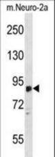 ZDHHC8 Antibody western blot of mouse Neuro-2a cell line lysates (35 ug/lane). The ZDHHC8 antibody detected the ZDHHC8 protein (arrow).