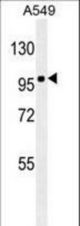ZEB1 Antibody (Ascites) western blot of A549 cell line lysates (35 ug/lane). The ZEB1 antibody detected the ZEB1 protein (arrow).