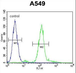 ZEB1 Antibody ( Ascites) flow cytometry of A549 cells (right histogram) compared to a negative control cell (left histogram). FITC-conjugated goat-anti-rabbit secondary antibodies were used for the analysis.