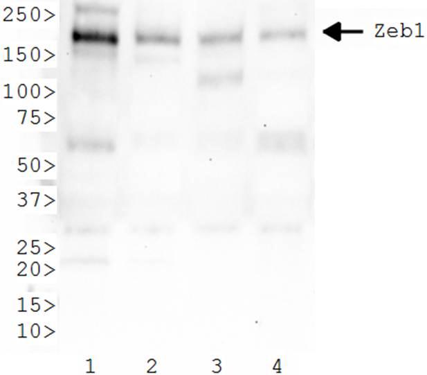 Western Blot: ZEB1 Antibody - WB analysis of Zeb1 in 1) HeLa 2) Cos7 3) HepG2 and 4) Ntera2 cell lysates.