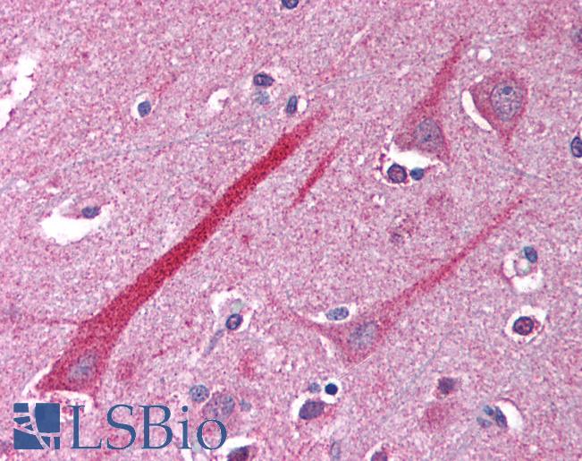 Anti-TNFRSF14 / CD270 antibody IHC of human brain, cortex. Immunohistochemistry of formalin-fixed, paraffin-embedded tissue after heat-induced antigen retrieval. Antibody LS-B1424 concentration 5 ug/ml.