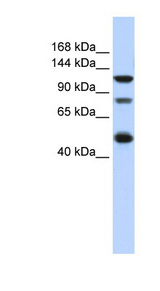 ZEB2 antibody LS-B5644 Western blot of HeLa lysate.