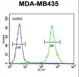 ZEB2 Antibody flow cytometry of MDA-MB435 cells (right histogram) compared to a negative control cell (left histogram). FITC-conjugated goat-anti-rabbit secondary antibodies were used for the analysis.
