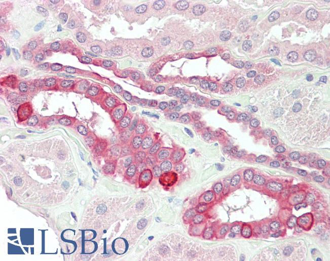 Anti-TNFRSF14 / CD270 / HVEM antibody IHC staining of human kidney. Immunohistochemistry of formalin-fixed, paraffin-embedded tissue after heat-induced antigen retrieval. Antibody LS-B11171 concentration 5 ug/ml.