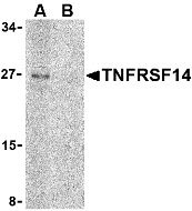 Western blot of TNFRSF14 in Raji cell lysate with TNFRSF14 antibody at 2 g/ml in (A) the absence and (B) the presence of blocking peptide.