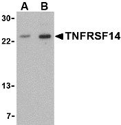 Western blot of TNFRSF14 in mouse thymus tissue lysate with TNFRSF14 antibody at (A) 1 and (B) 2 g/ml.