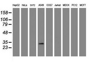 Western blot of extracts (35 ug) from 9 different cell lines by using g anti-ZFAND5 monoclonal antibody (HepG2: human; HeLa: human; SVT2: mouse; A549: human; COS7: monkey; Jurkat: human; MDCK: canine; PC12: rat; MCF7: human).