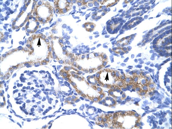 ZFAND6 antibody LS-C30608 was used in IHC to stain formalin-fixed, paraffin-embedded human kidney.