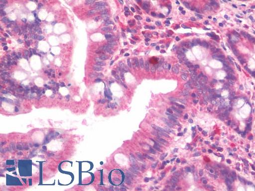 Anti-ZFHX3 / ATBF1 antibody IHC staining of human small intestine. Immunohistochemistry of formalin-fixed, paraffin-embedded tissue after heat-induced antigen retrieval. Antibody LS-B10493 concentration 5 ug/ml.