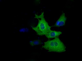 Anti-ZFP36 mouse monoclonal antibody immunofluorescent staining of COS7 cells transiently transfected by pCMV6-ENTRY ZFP36.