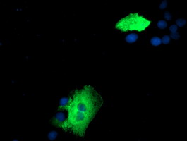 Anti-ZFP36 mouse monoclonal antibody immunofluorescent staining of COS7 cells transiently transfected by pCMV6-ENTRY ZFP36.