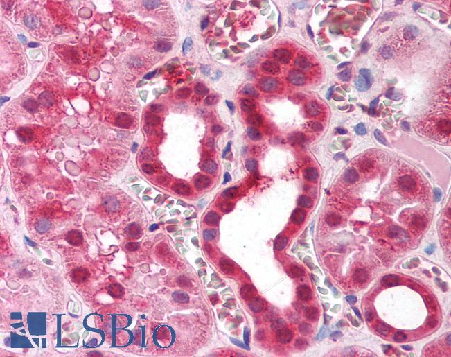 Anti-ZFP36 antibody IHC of human kidney. Immunohistochemistry of formalin-fixed, paraffin-embedded tissue after heat-induced antigen retrieval. Antibody LS-B1572 concentration 5 ug/ml.