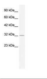 HepG2 Cell Lysate