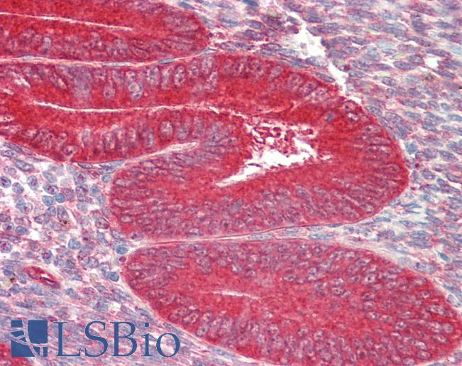 Anti-ZFP36L1 antibody IHC staining of human uterus. Immunohistochemistry of formalin-fixed, paraffin-embedded tissue after heat-induced antigen retrieval. Antibody LS-B10252 concentration 10 ug/ml.
