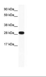 Placenta Lysate