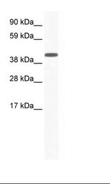 Placenta Lysate