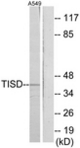 Western blot of extracts from A549 cells, using TISD Antibody. The lane on the right is treated with the synthesized peptide.
