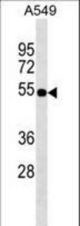 ZFP36L2 Antibody western blot of A549 cell line lysates (35 ug/lane). The ZFP36L2 antibody detected the ZFP36L2 protein (arrow).