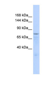 ZFP62 antibody LS-C101665 Western blot of 293T cell lysate.