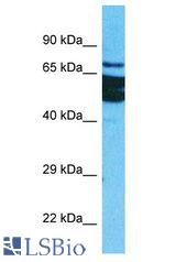 ZFP64 antibody Western Blot of HepG2. Antibody dilution: 1 ug/ml.