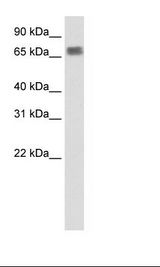 Transfected 293T Cell Lysate