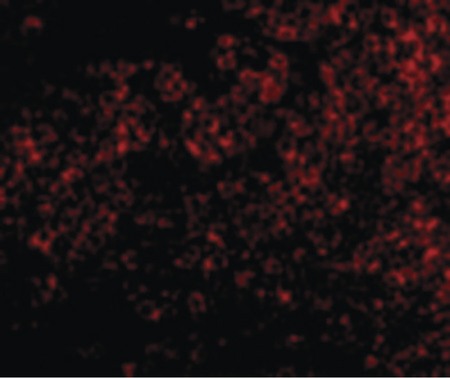 Immunofluorescence of TNFRSF14 in Mouse Thymus cells with TNFRSF14 antibody at 10 ug/ml.