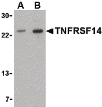 Western blot of TNFRSF14 in mouse thymus tissue lysate with TNFRSF14 antibody at (A) 1 and (B) 2 ug/ml.