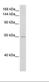 Fetal Brain Lysate