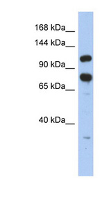 ZFR antibody LS-C109923 Western blot of HT1080 cell lysate.