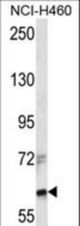 ZFX Antibody western blot of NCI-H460 cell line lysates (35 ug/lane). The ZFX antibody detected the ZFX protein (arrow).