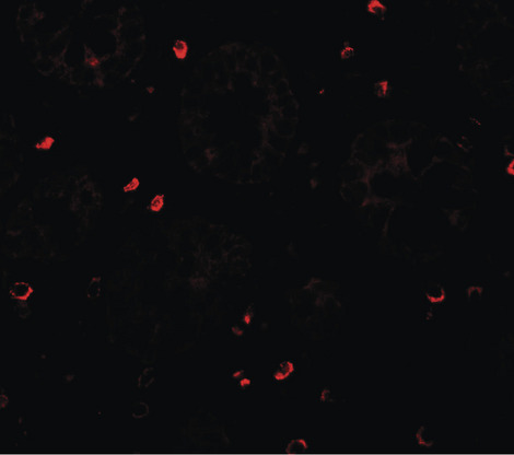 Immunofluorescence of ZFX in human small intestine tissue with ZFX antibody at 20 ug/ml.