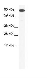 NIH 3T3 Cell Lysate