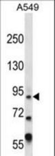 ZFY Antibody western blot of A549 cell line lysates (35 ug/lane). The ZFY antibody detected the ZFY protein (arrow).