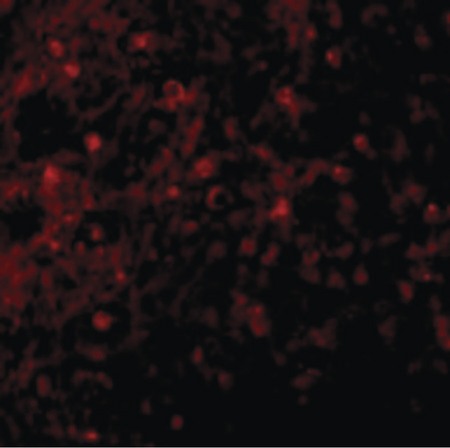 Immunofluorescence of BCMA in Human Spleen cells with BCMA antibody at 10 ug/ml.