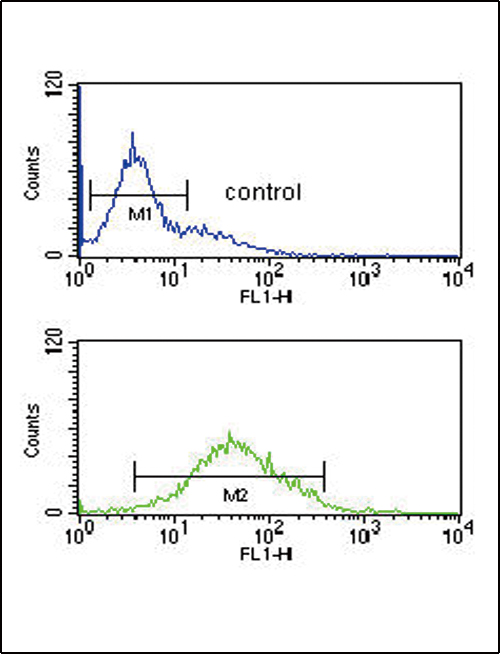 ZFYVE16 Antibody flow cytometry of K562 cells (bottom histogram) compared to a negative control cell (top histogram). FITC-conjugated goat-anti-rabbit secondary antibodies were used for the analysis.
