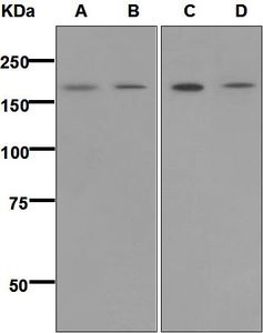 Western blot analysis on (A) human heart, (B) A673, (C) HT-1080, and (D) BxPC-3 cell lysates using anti-SARA antibody.