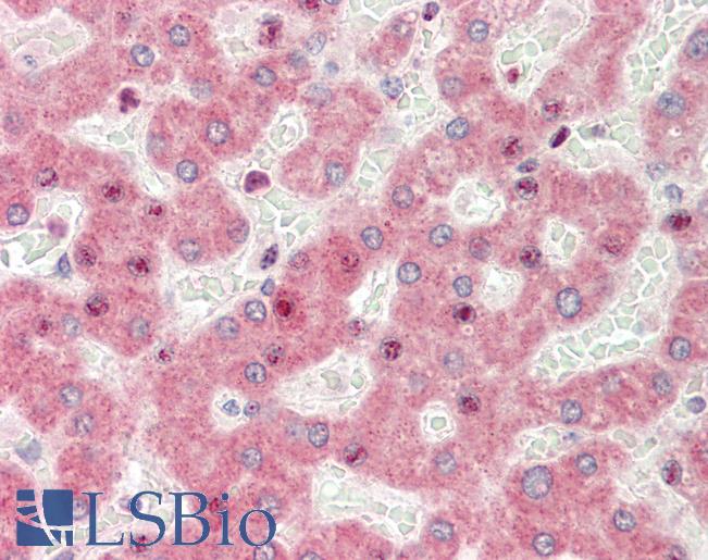 Anti-ZGPAT antibody IHC staining of human liver. Immunohistochemistry of formalin-fixed, paraffin-embedded tissue after heat-induced antigen retrieval.