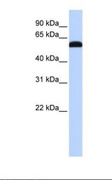 Fetal liver lysate. Antibody concentration: 1.0 ug/ml. Gel concentration: 12%.