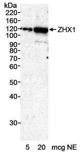 Detection of Human ZHX1 by Western Blot. Samples: Nuclear extract (NE) from HeLa cells. Antibody: Affinity purified rabbit anti-ZHX1 antibody used at 0.2 ug/ml. Detection: Chemiluminescence with an exposure time of 20 minutes.