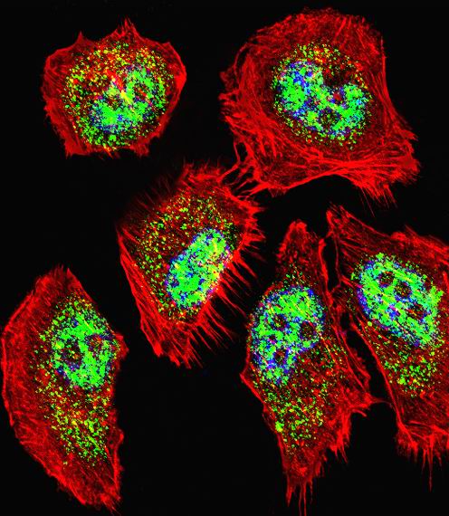 Fluorescent confocal image of A549 cell stained with ZHX2 Antibody. A549 cells were fixed with 4% PFA (20 min), permeabilized with Triton X-100 (0.1%, 10 min), then incubated with ZHX2 primary antibody (1:25, 1 h at 37°C). For secondary antibody, Alexa Fluor 488 conjugated donkey anti-rabbit antibody (green) was used (1:400, 50 min at 37°C). Cytoplasmic actin was counterstained with Alexa Fluor 555 (red) conjugated Phalloidin (7units/ml, 1 h at 37°C). Nuclei were counterstained with DAPI (blue) (10 ug/ml, 10 min). ZHX2 immunoreactivity is localized to Nucleus significantly and Cytoplasm weakly.