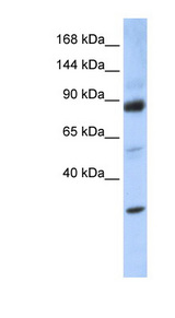 ZHX3 antibody LS-C112139 Western blot of 293T cell lysate.