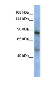 ZHX3 antibody LS-C112138 Western blot of MCF7 cell lysate.