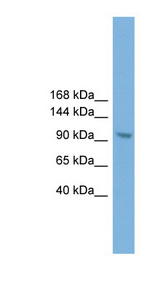 ZHX3 antibody LS-C116123 Western blot of NIH3T3 cell lysate.