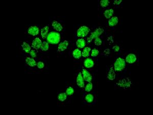 Immunofluorescent staining of SW480 cells using anti-ZIC1 antibody.